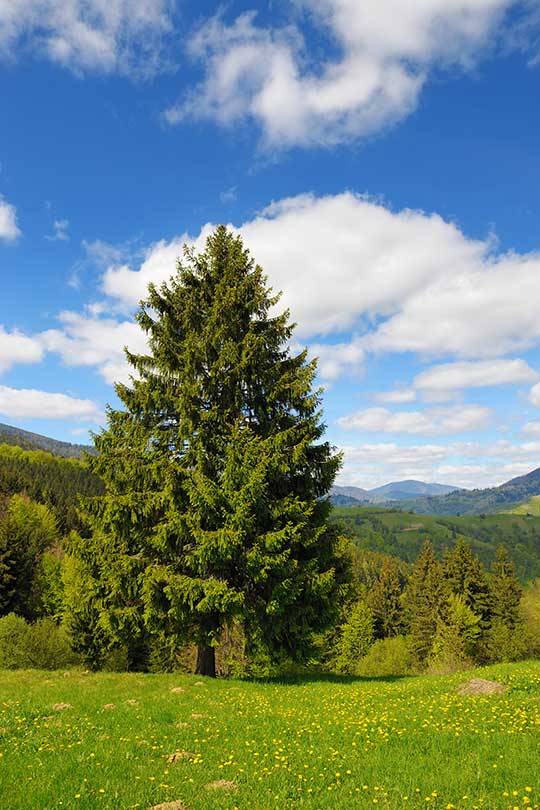 Tree Crowning