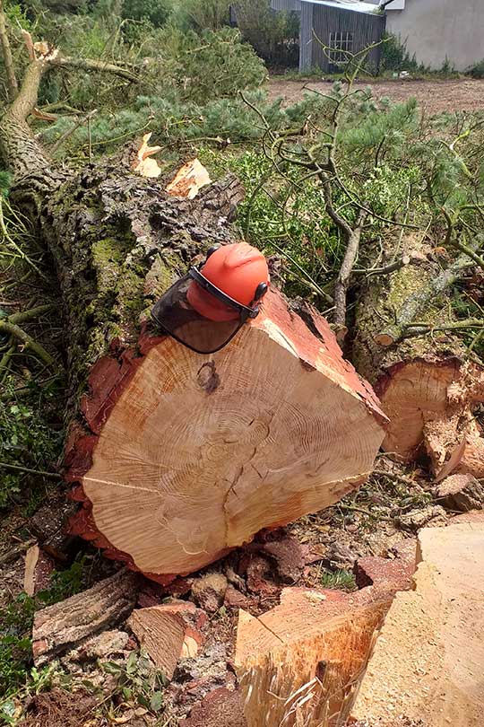 Tree Removal