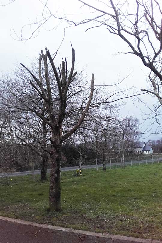 Tree Topping